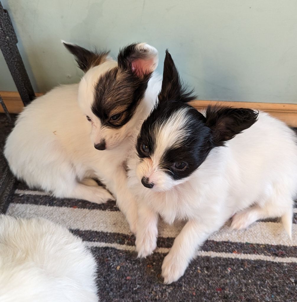 Du Domaine Des Sept Vents - Les bébés de Noushka (Nouméa) et Solly ( Soulman) grandissent 