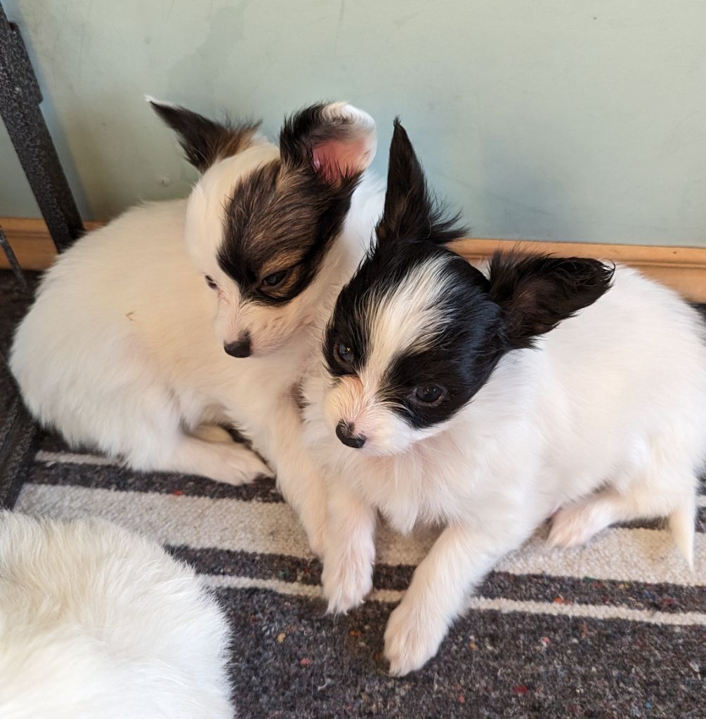 Du Domaine Des Sept Vents - Les bébés de Noushka (Nouméa) et Solly ( Soulman) grandissent