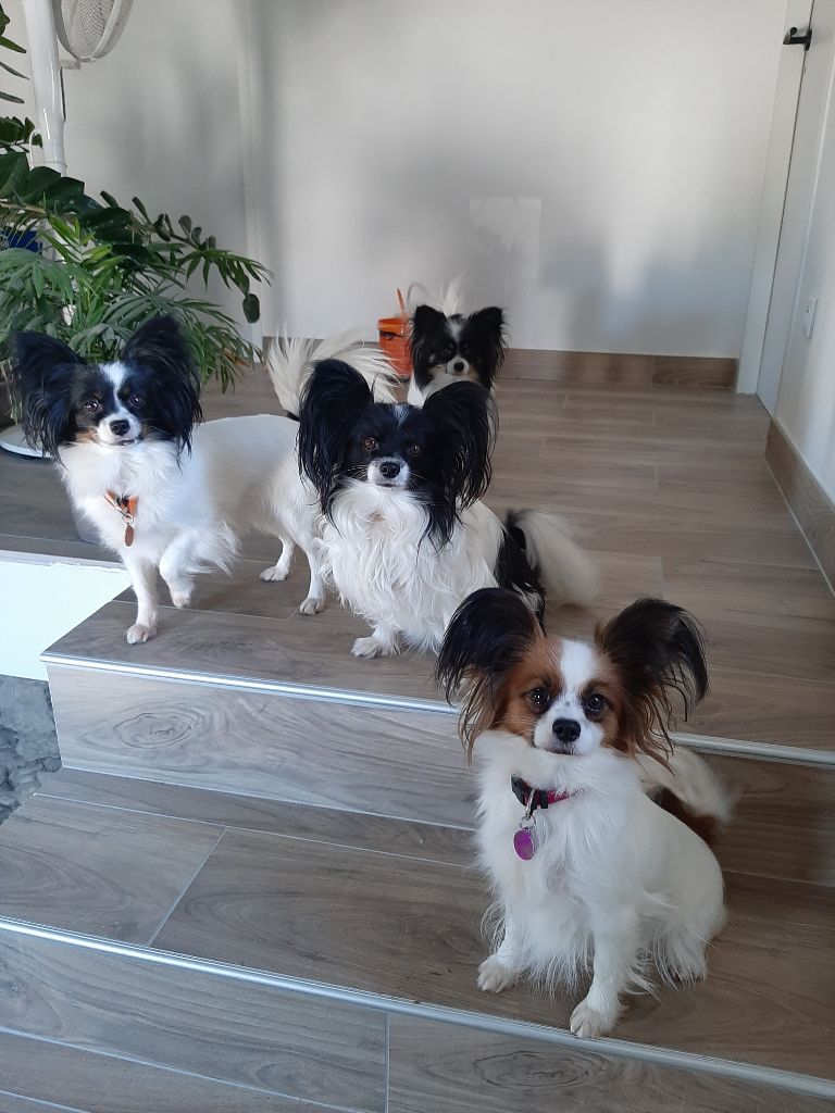 Nos papillons à la maison et en sortie